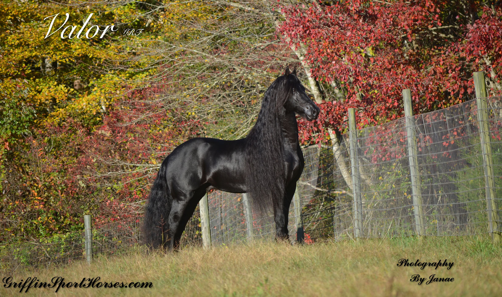 Valor LRF - FHANA Ster Stallion and IFSHA World Champion